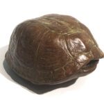 J. Clayton Bright, Turtle Shell, Bronze, 4 ½ x x 3 x 3 ½ inches