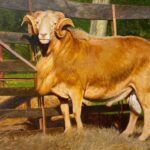 Drew Ernst, Napoleon, 2022, oil on canvas, 15 x 18 inches