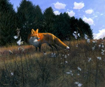 Timothy Barr, Fox in Milkweed, 2024, Oil on panel, 20 x 24 inches - SOLD -