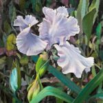 Stephen Tanis, Iris, 2024, Oil on canvas, 12 x 12 inches