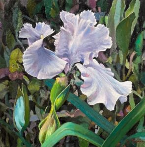 Stephen Tanis, Iris, 2024, Oil on canvas, 12 x 12 inches