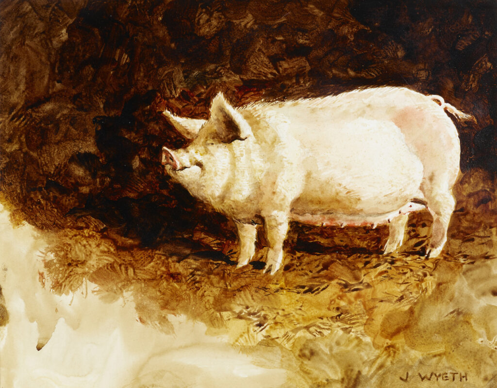 Jamie Wyeth (b. 1946), Pig (Den-Den), 1970, Watercolor and graphite on paper, 10 ½ x 13 ½ inches