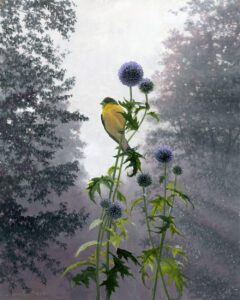 - SOLD - Timothy Barr, Goldfinch and Allium, 2026, Oil on panel, 10 x 8 inches