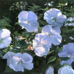 Timothy Barr, Hibiscus, 2026, Oil on panel, 12 x 24 inches